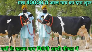 40000 से आज दाम शुरू!! गर्मी के कारण गाय मिलेगी आधी कीमत में। Low price High milk Cows Available