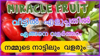 മിരാകിൽ ഫ്രൂട്ട്‌  | Miracle Fruit | Malayalam