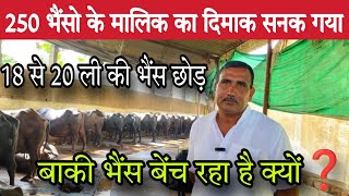 250 भैंसो के मालिक का दिमाक सनक गया 😱 18 से 20 ली. की भैंस छोड़ बाकी बेंच रहा❓जल्दी जाओ जल्दी पाओ 😊