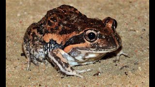 Call of the Australian Banjo Frog - the beloved Pobblebonk