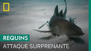 Attaque inhabituelle d'un requin nourrice atlantique