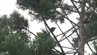 ホトトギス 鳴き声 信越の里山 美しい日本の野鳥 6月上旬