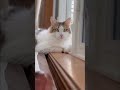 〜猫とピアノ♪〜窓辺の猫ちゃん🐈near the window 作曲・ピアノ あにゃん♪ ねこのいる暮らし ねこのいる生活 ねこ ねこ動画 cat window