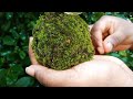 kokedama making പായൽ പന്തുകൾ 🌿♥️ kokedama