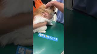 あくび🐶ワクチン注射💉に🏥#shorts #pomeranian #あくび #ポメラニアン