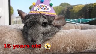 My three-legged chinchilla is 16 years old, happy birthday bunson!