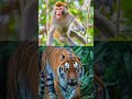 Tiger and Monkey fighting #animals #tiger #shorts #animalshorts