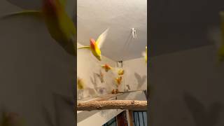 আমার হলুদ পাখির ছোট্ট ল্যাদা বাচ্চা 🥰 #birds #satisfyingvideos #cute