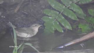 Dusky Warbler (Phylloscopus fuscatus) bird 1