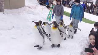 Asahiyama Zoo Penguin Walk w/Music