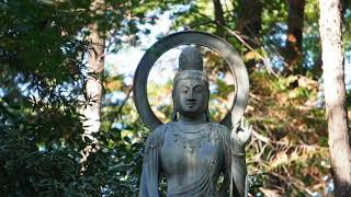 【埼玉散歩】平林寺に行って来ました。紅葉を期待して行ったのに