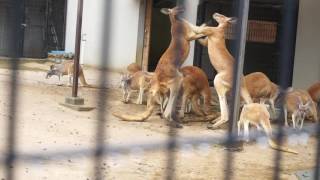 カンガルーのケンカ  kangaroo fight