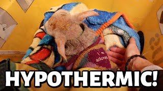 I almost lost him! ...winter lambing 2023's first case of hypothermia. | Vlog 749