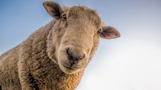 SHEEP ASMR FARM SOUNDS: 3 Hours for RELAXING, STUDY, FOCUS, MEDITATION, RELAXATION, and SLEEP