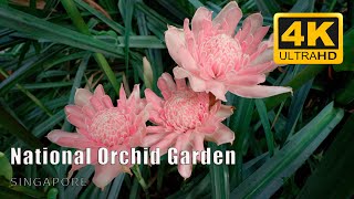 Singapore National Orchid Garden: Exploring the Enchanting World of Orchids 参观新加坡国家兰花园