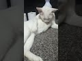 தூய வெள்ளை பூனை இளவரசி 💛😻pure white cat princess beauty regimen funny cat