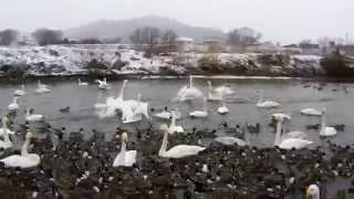 20141217親水公園白鳥の飛来とその後のハイテンション