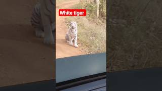 white tiger mukundpur zoo riva MP#shortvideo #youtubviralvideo #shortfeed #trending #youtubeshorts