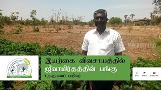 இயற்கை விவசாயத்தில் ஜீவாமிர்தத்தின் பங்கு // Natural farming with Jeevamirtham