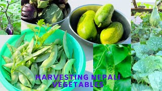 Nepali Garden in USA| Harvesting Nepali vegetables