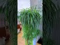 spider plants shortvideo indoorideas garden indoorplants plantvase houseplantdecor shorts