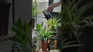 Spider Plants! #shortvideo #indoorideas #garden #indoorplants #plantvase #houseplantdecor #shorts