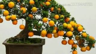Bonsai kya hai :: kaise banae