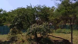 SASAN GIR || DEVALIYA SAFARI PARK || GIR INTERPRISE ZONE || LION || LEOPARD