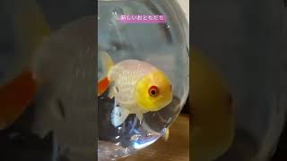 ミックスらんちゅうなる金魚