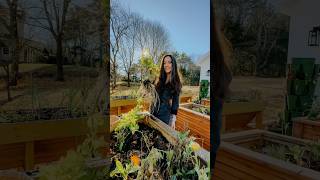 Winter Garden Harvest #gardenharvest #mygarden #growyourownfood