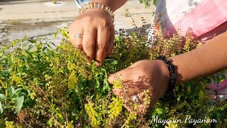 துளசி செடி செழிப்பாக வளர சிம்பள் டிப்ஸ்.Simple tips to grow Thulasi  at home.How to grow Thulasi