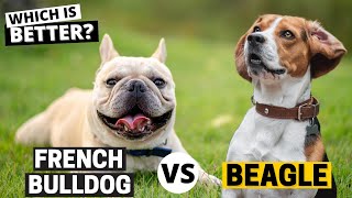 Beagle vs French Bulldog: Which is Better?