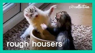 Rough Housers | The Pet Collective