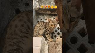 Sawadeeka 😺😻🤩😍#subscribe #viralvideo #cute #cat #trending #youtubeshorts