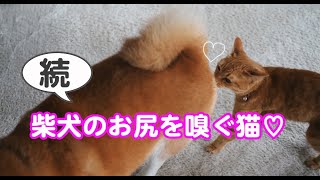 続・柴犬のお尻を嗅ぐ猫♪