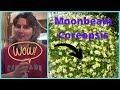 How to Dividing Transplanting Perennial Flower Moonbeam Coreopsis Tickseed