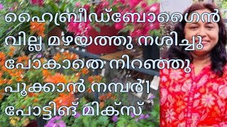 ഹൈബ്രീഡ് ബോഗൈൻവില്ല മഴയത്തു നശിച്ചുപോകാതെ നിറഞ്ഞുപൂക്കാൻ നമ്പർ1 പോട്ടിങ് മിക്സ്‌ super potting mix