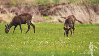 Sarna europejska - Capreolus capreolus - The European roe deer