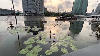 #Bangkok #Riverside Millennium Hilton Bangkok | Flow restaurant | breakfast 🥞 food display.