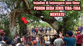 kejadian di bojonegoro jawa timur.!gempar dua pohon berbeda jenis tiba² menyatu