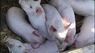 РИНОК ПОРОСЯТ 2.3.2025 ЦІНИ на Малих ПОРОСЯТ 🐖 ПОКУПЕЦЬ Попер🔥🐖