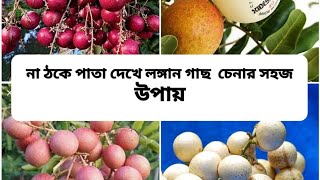 না ঠকে পাতা দেখে লঙ্গান গাছ  চেনার সহজ  উপায় (How to Identify different types of Longan with leaf )