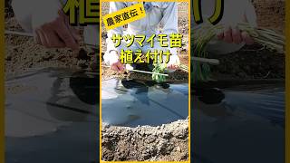 【サツマイモ】誰でも簡単！苗の植え方のコツ【有機農家直伝！無農薬で育てる家庭菜園】　23/5/7　#shorts