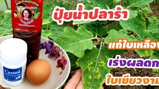 ปุ๋ยน้ำปลาร้า สูตรโตเร็ว เร่งการแตกยอดงาม ใบเขียว เร่งดอกติดผลดก