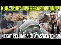 KURA-KURA TERBESAR DI DUNIA NEKAT PELIHARA DI ATAS GENTENG!! @tortologyworld6709  #AudreyA