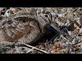 Im Revier der Waldschnepfe – Woodcock territory (Scolopax rusticola)