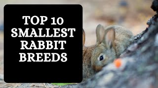 Smallest Rabbit Breeds 10 Rabbits that Stay Small Forever