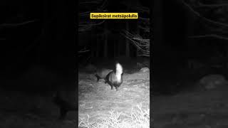 Supikoirat riistakamerassa #supikoira #raccoondog #trailcam @riistakameratcom