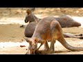 facts about kangaroos a mini documentary beautiful nature wildlife video hd 1080p 60 fps