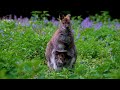 facts about kangaroos a mini documentary beautiful nature wildlife video hd 1080p 60 fps